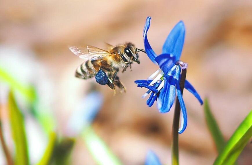Όταν το μέλι γίνεται μπλε -ανακαλύψτε το μυστικό του