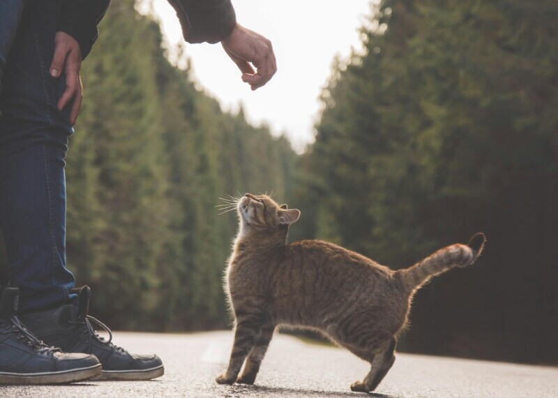 Νιαούρισμα με ανδρικό προσανατολισμό: Η νέα τάση των γατών