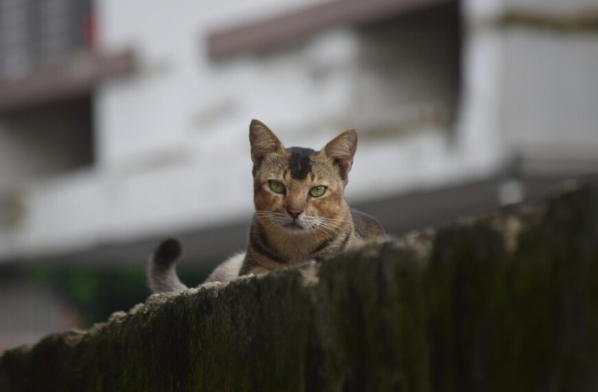 Αγάπη και δράση στον Δήμο Πολυγύρου – 247 ζώα υιοθετήθηκαν
