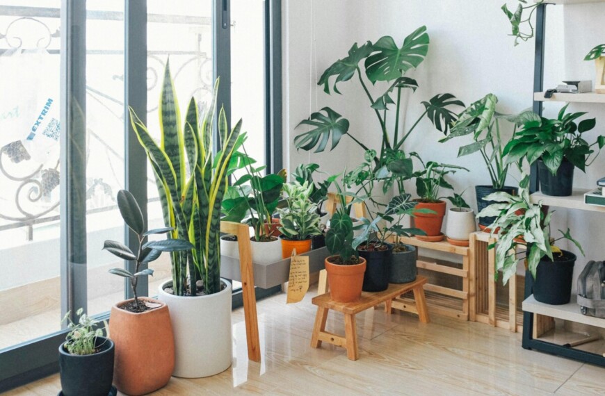 Home & Green Vibes: Αγλαόνημα για effortless διακόσμηση