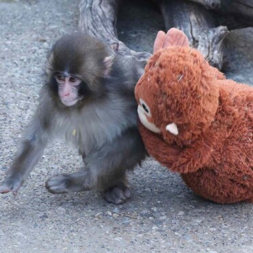 Ο Punch, ο ορφανός μακάκος, συγκινεί το διαδίκτυο και προκαλεί αντιδράσεις για τα ζωολογικά πάρκα