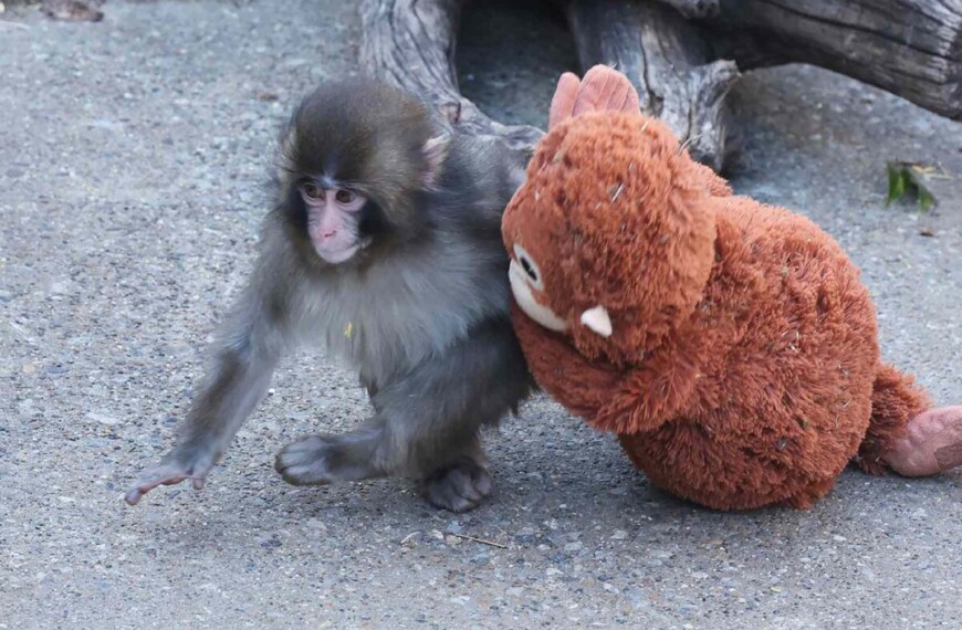 Ο Punch, ο ορφανός μακάκος, συγκινεί το διαδίκτυο και προκαλεί αντιδράσεις για τα ζωολογικά πάρκα