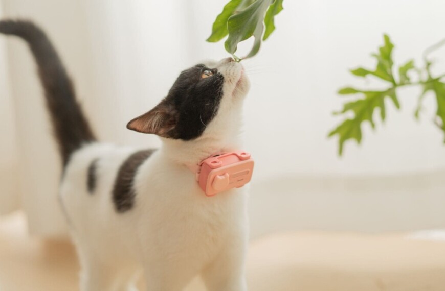 Τεχνολογική καινοτομία: Νέο «τηλέφωνο» για κατοικίδια φέρνει τα ζώα σε απευθείας σύνδεση με τους ιδιοκτήτες τους