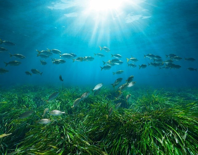 Posidonia Project: Νέα εποχή για την προστασία των λιβαδιών Ποσειδωνίας στην Ελλάδα